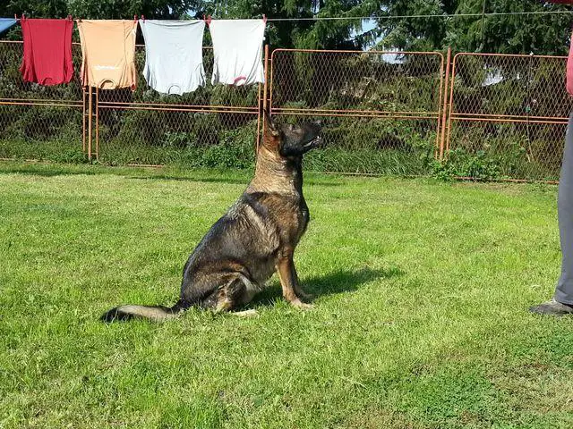 Leda von der Holzinger Au