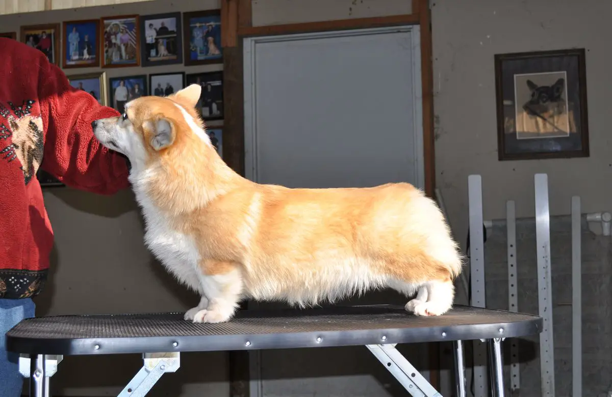 Honeyfox Smart N Sassy