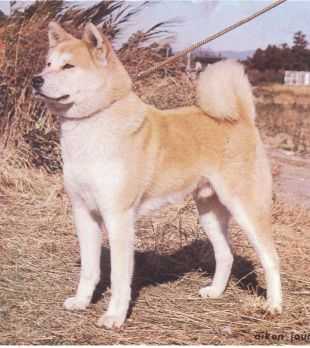 Touhachi Go Enshu Tsukamoto Kensha