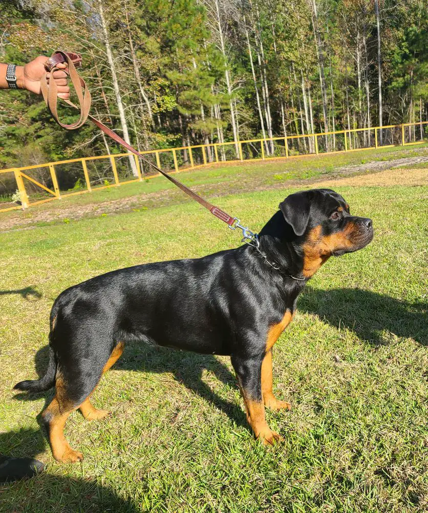 Winter Vom Blaurasen