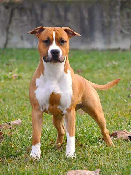 Amstaff Style Energy Bull