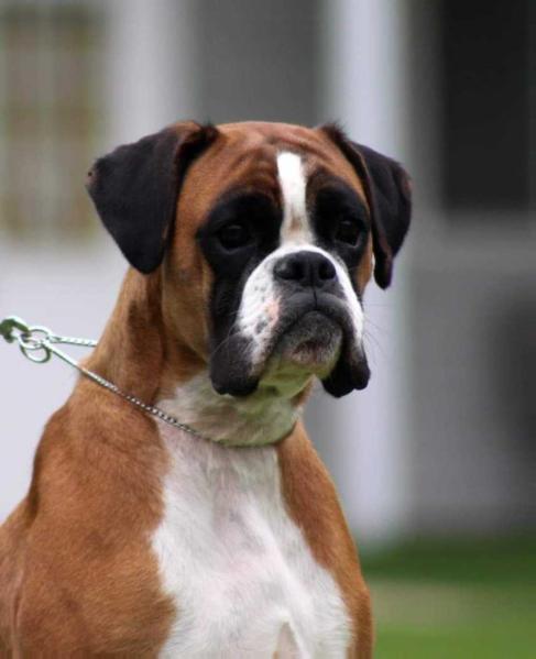 Usabox JCh 2018 Greta Garbo von Amadeus