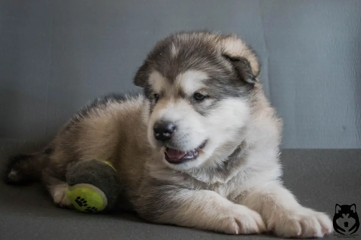 Ulfbjorn Ol Iz Imperii Tamriel