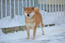 HOKURYUU NO TOKIME GO SAPPORO KAGASOU