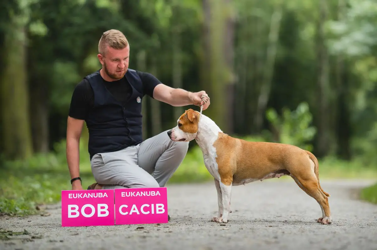 JCH.PL, CH.PL JOŻECHCZUŁA FOR AMERICAN HEART New Radegost