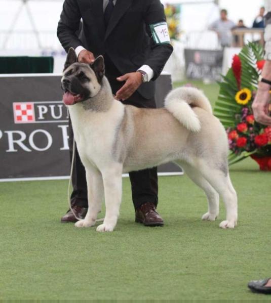 Majestic D'Elite Fire Look Dolly