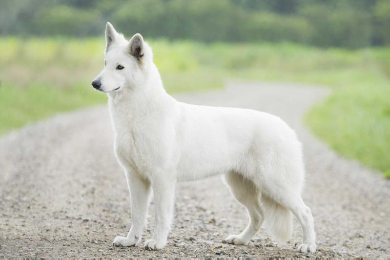 CH Kumera of Trebons Berger Blanc