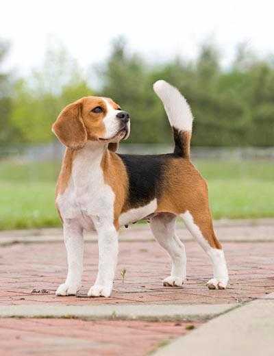 MBIS MBISS GCHS Torquay Midnight Confession