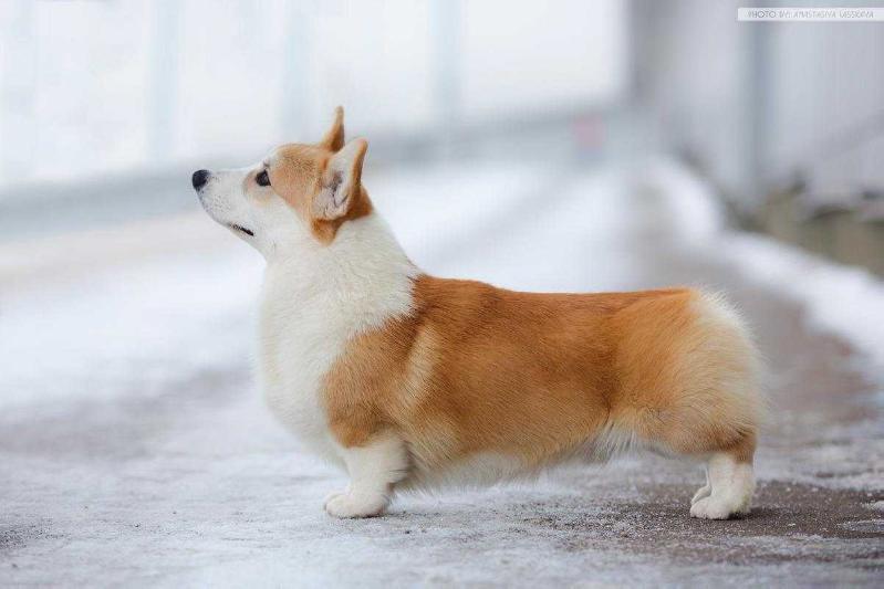 JCH CH RU Ashbryn Classic Dream