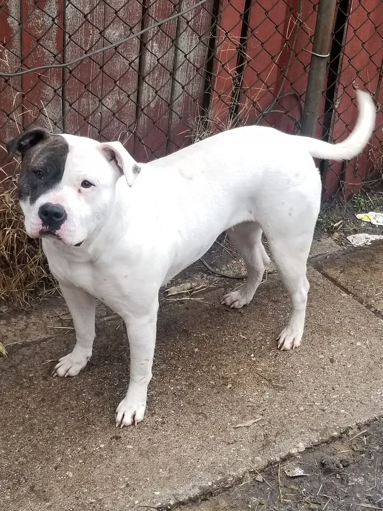 Hodges' Brooklyn of Joshua