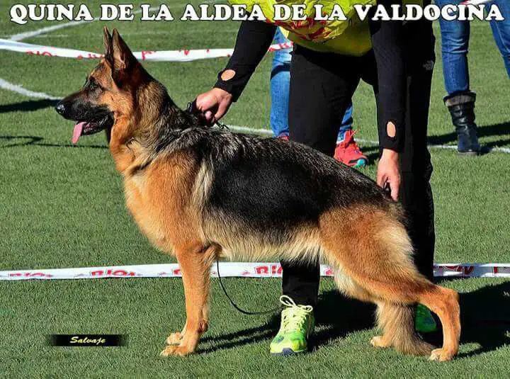 Quina de Aldea de la Valdoncina