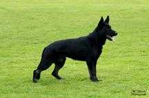 SG Zikki von Neandertal