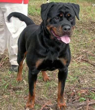 Rockdalestar Olympia