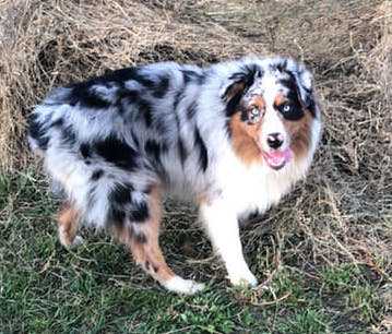 CIRCLE B FEELING LUCKY MR TUFF