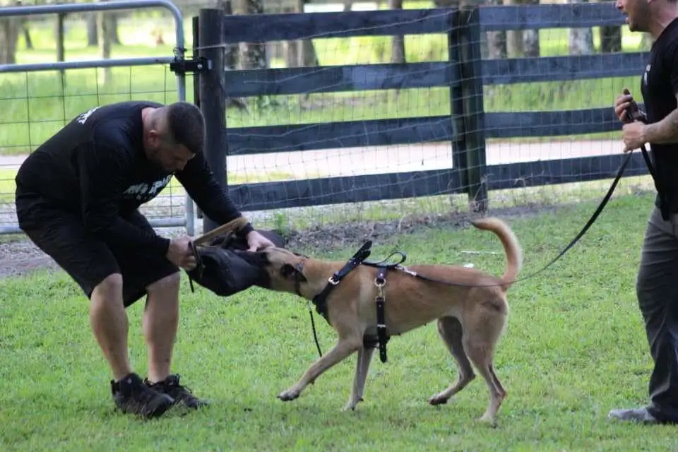 Karma De Atlawor at Southernwind