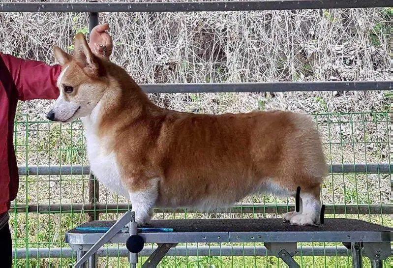 Bennydale MS Valentino