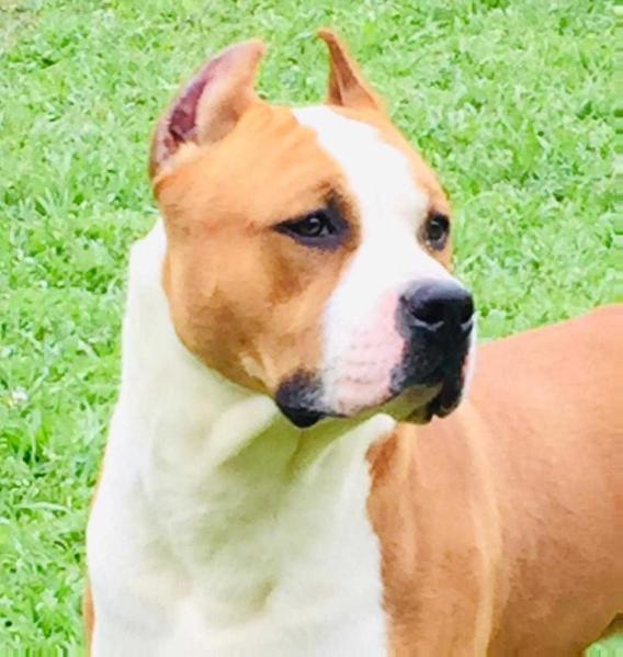 TARCOLES DOMINANTE DE LA GRAN STRANIERA