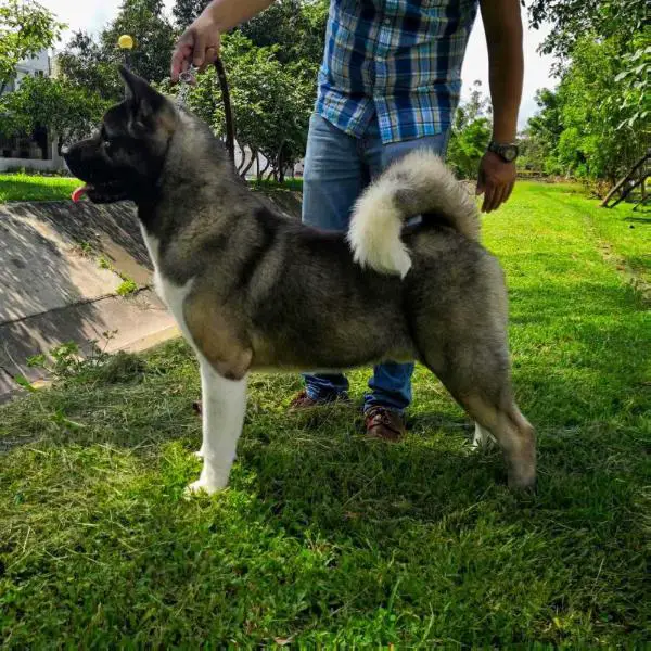 Dancing In The Dark (Herrera)