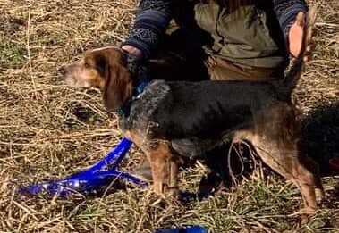 Big Beavers Mr. Pay-Sir