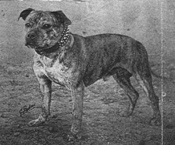CH Brigand's Bo'Sun