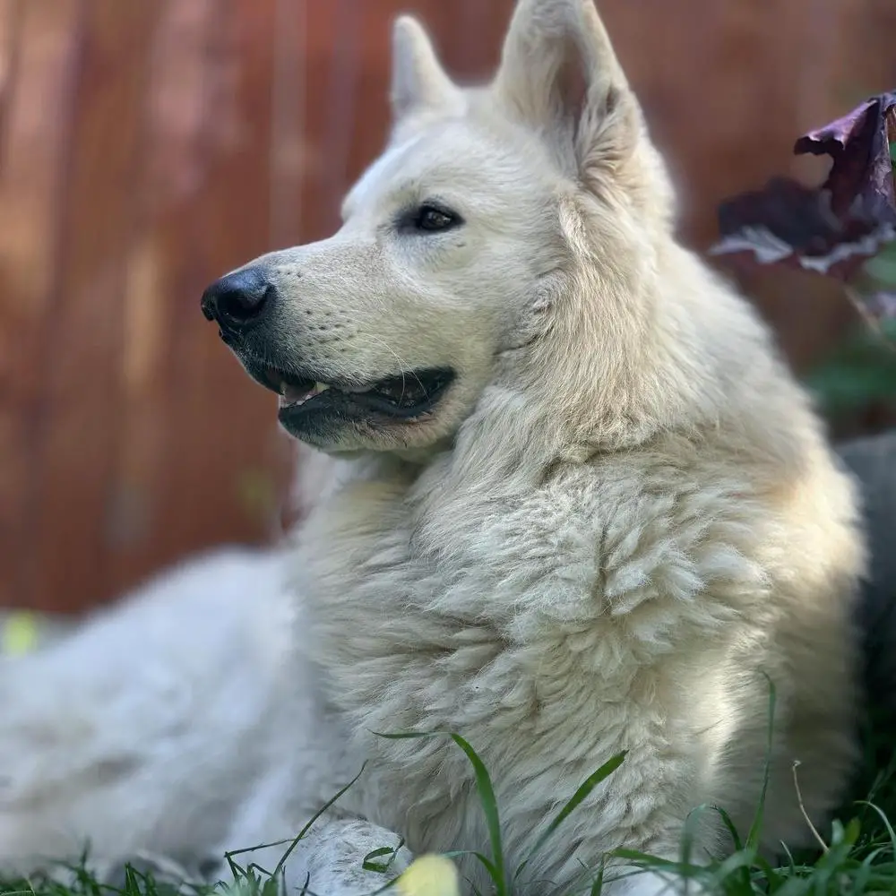 JChRus ChRus JCh national club of breed  ChNCoB MultiChRus Absolute White Novyy  Russkiy