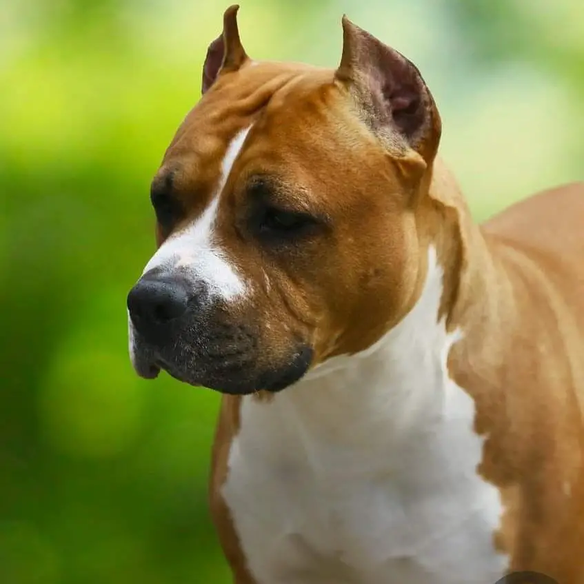 Veritable Vogue iz Sozvezdiya Staff