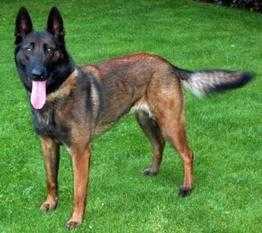 Jaromira Les Betulacees