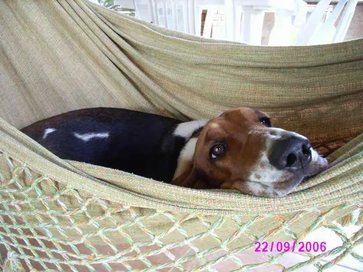 BRAVE BASSET LIKE WIND