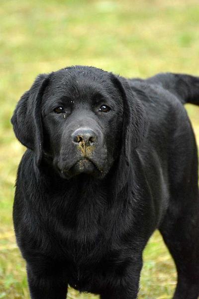 Valdisterza Black Sheep