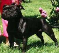 CR Ch AT Ch Int. Ch St. Simon's Hilaina Of Linestaff