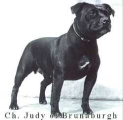 Ch Judy Of Brunanburgh