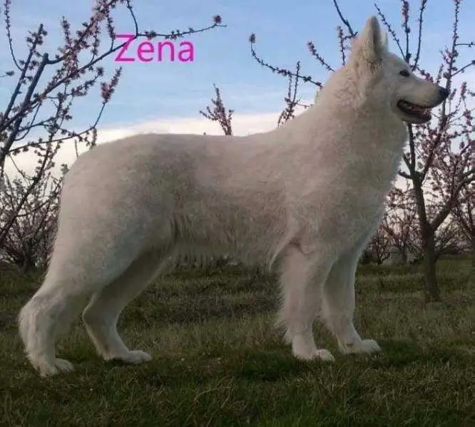 Zena white gold