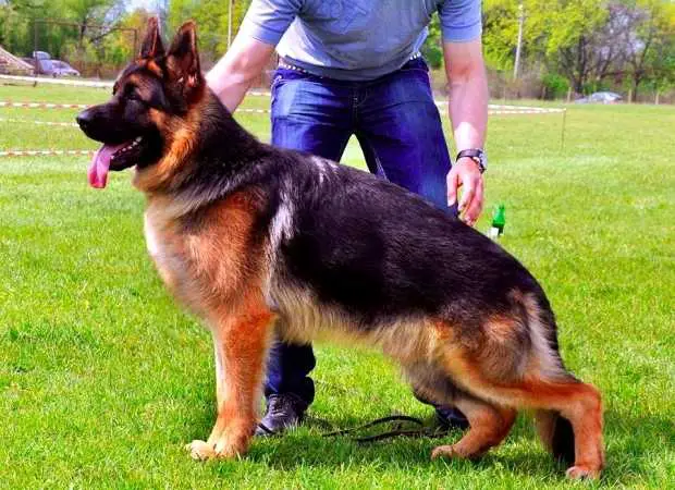 Demon von der Alexander