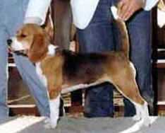 Br GCH Bangor Sugar Pops