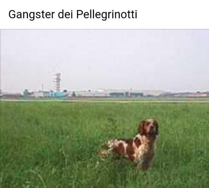 CH. GANGSTER del Pellegrinotti