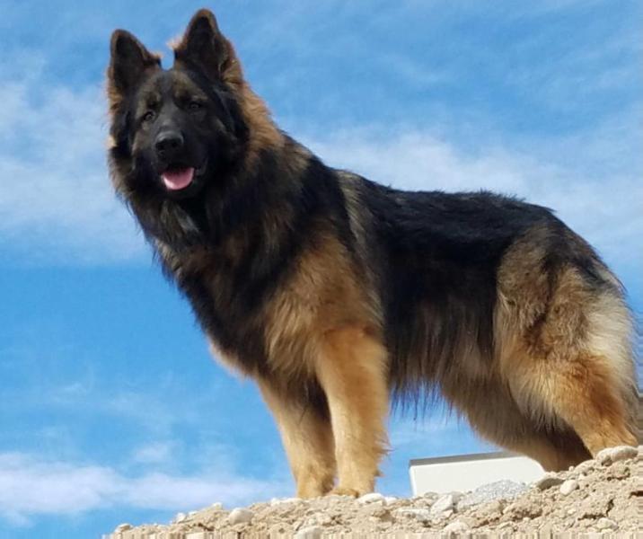 Misty Mountains Majestic Wisdom