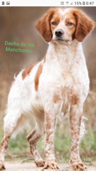 GCH RUS, CH RUS, RKF, EUR14, CLUB RUS, FT-partridge DACHA de los Manchones