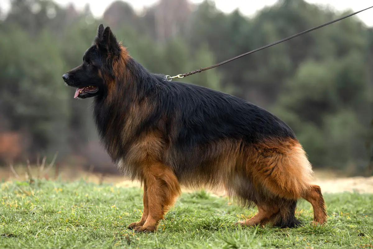 Borys vom Magnatgold