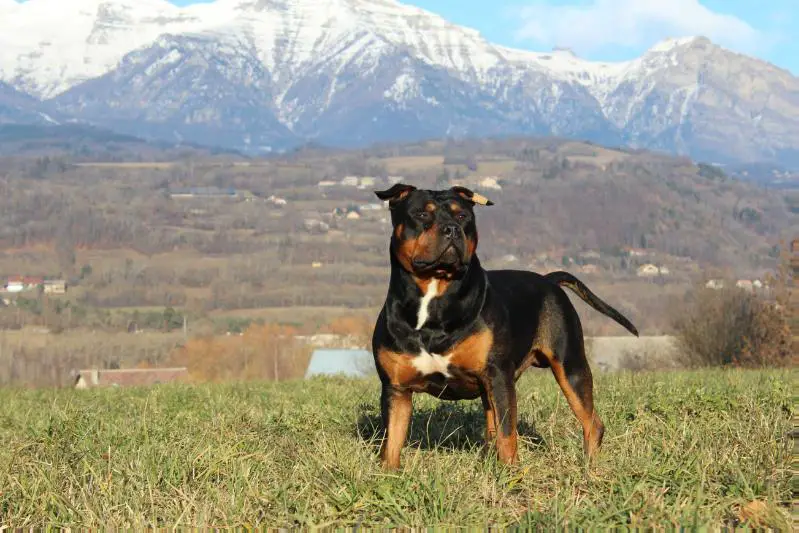 NWA de la garde divine
