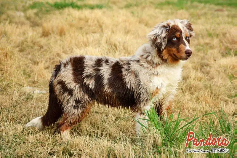 BLAZIN' SUN PANDORA'S HOPE