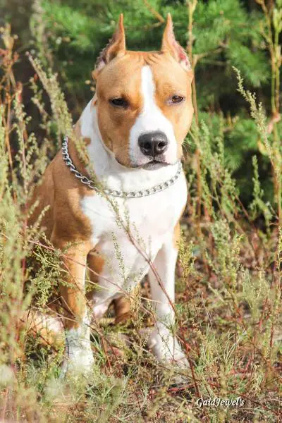 JCH.RUS, CH.RUS GAIDJEWEL'S AFINA