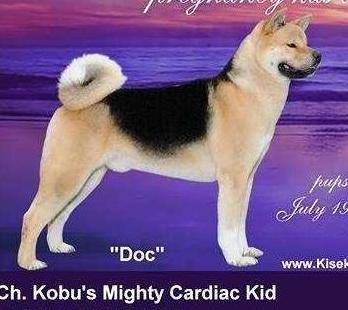 AKC CH Kobu's Mighty Cardiac Kid