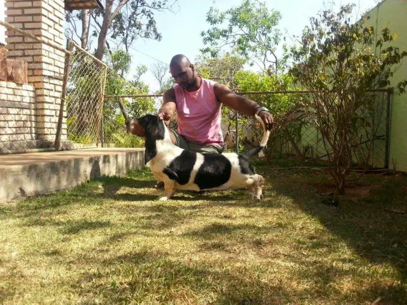 BRAVE BASSET STOLEN KISS