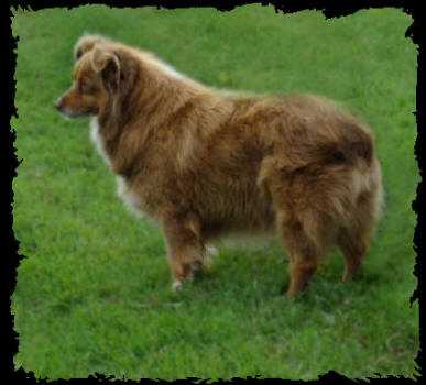 CH Porters Red Maggie