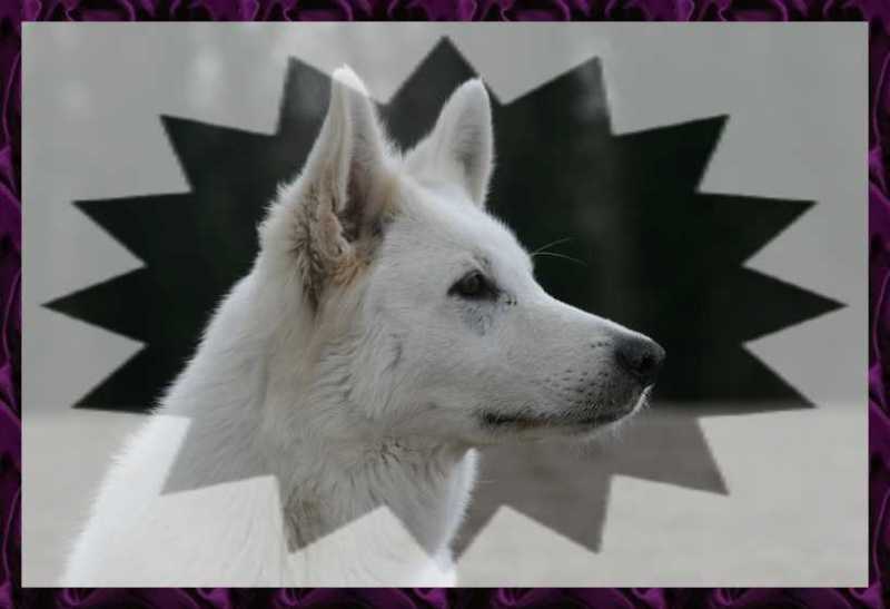 Uzon du Domaine de la Combe Noire