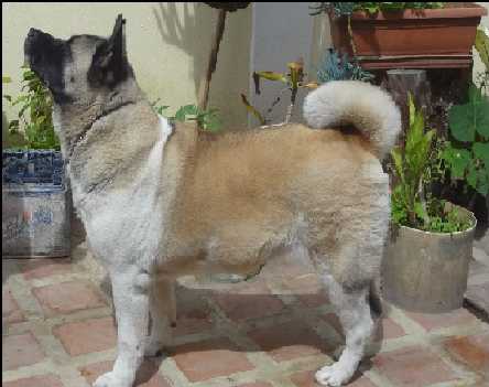 SHIROISHI BIG DOG´S HG