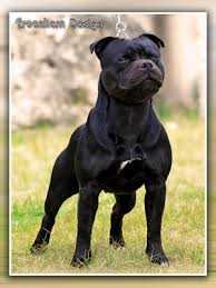 HU SLO jCh. EUjW2010,HU CH,HU Gr.Ch Devils and Fairies Flash of the Blade