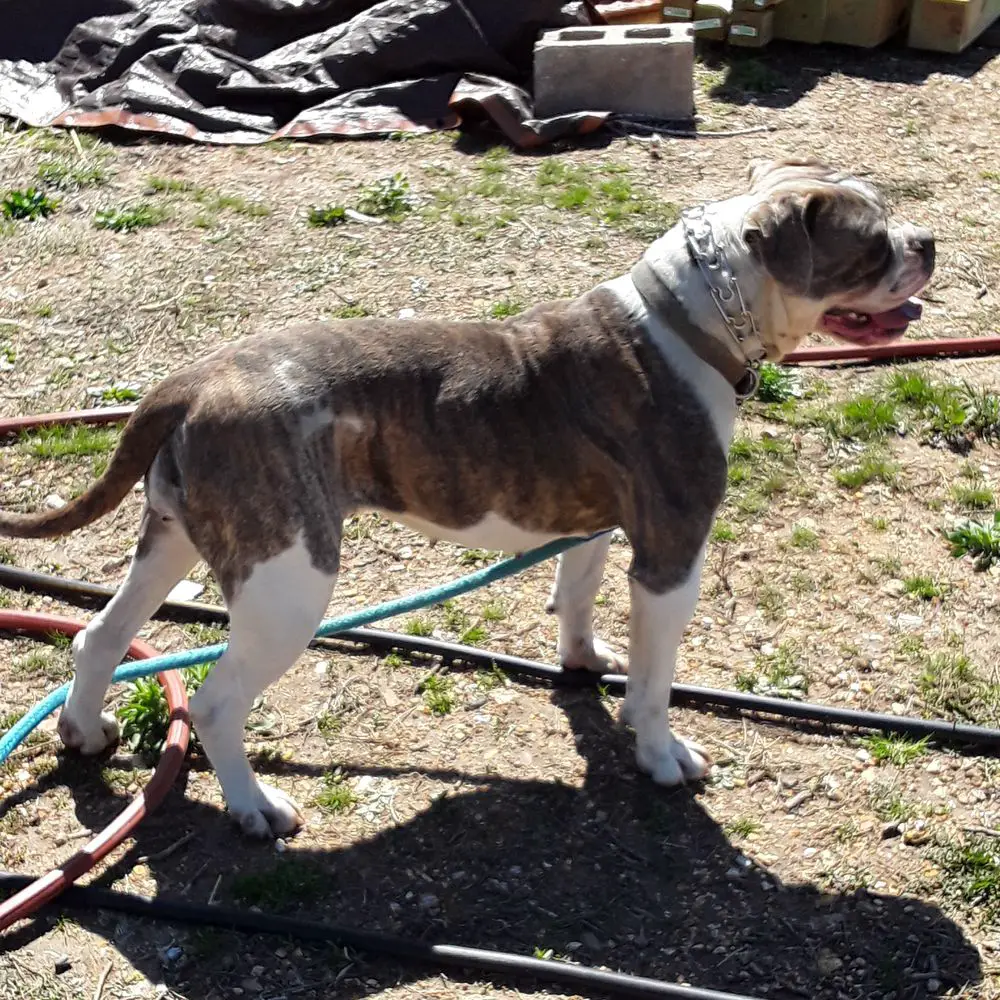 Paterson's Graces Rebel Blu Grit