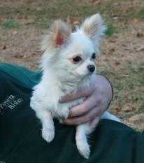 Journey's Tropical Moonlight