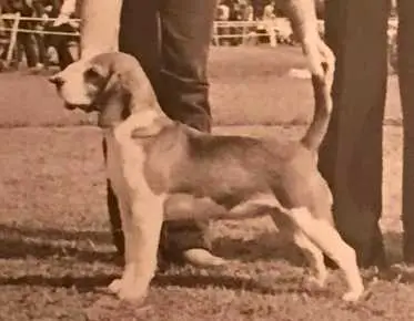 CH Dufosee Quaker Girl of Tragband